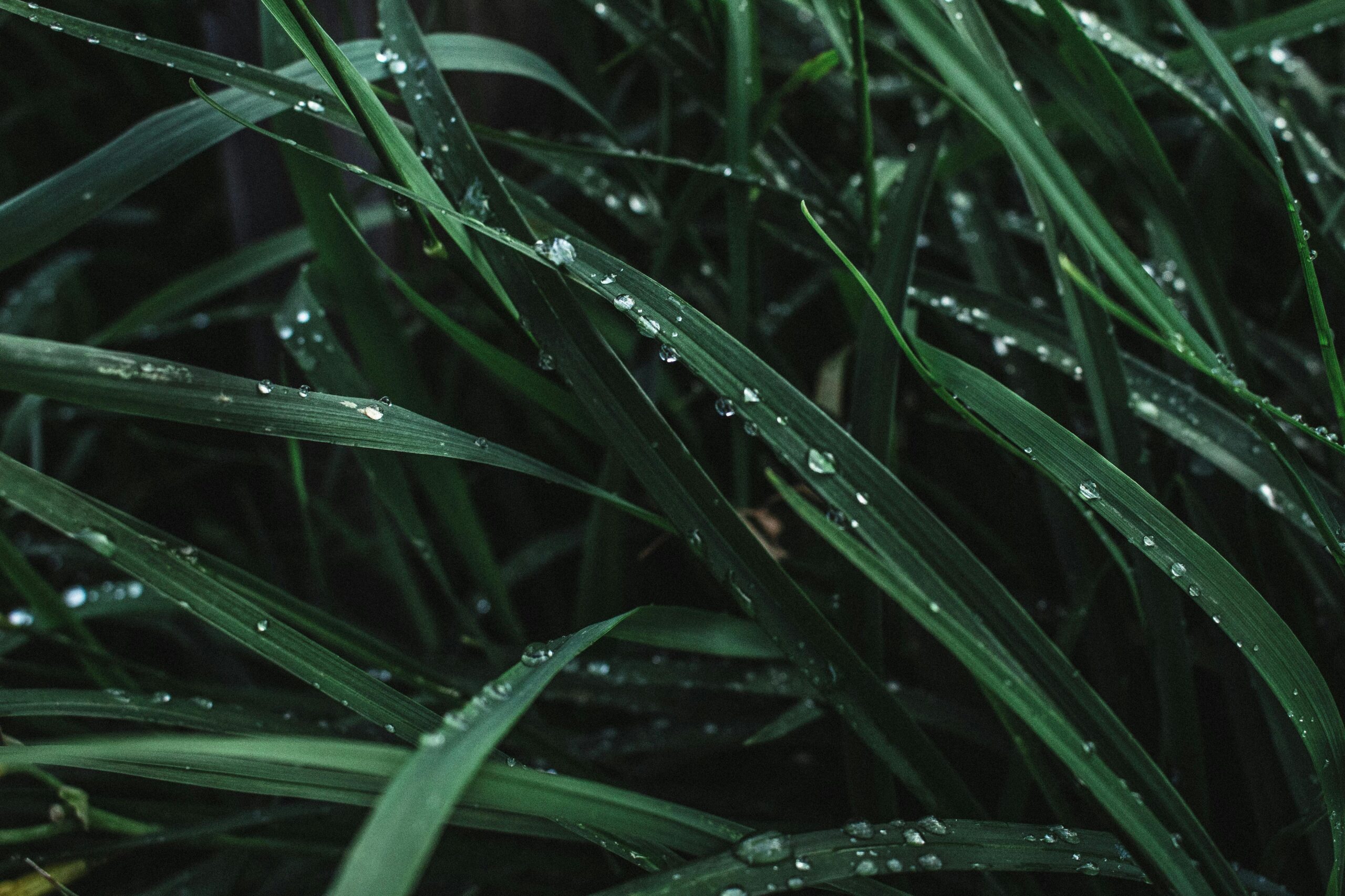 Plant Extracts